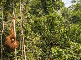 Most tropical rainforest animals evolve to be hidden , not seen. Sumatra And Borneo Animals People And Threats Wwf