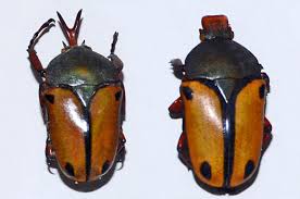 Image result for Ateleia herbert-smithii