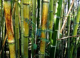 Image result for Justicia phyllostachys