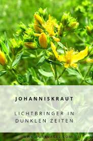 Johanniskraut Johanniskrautol Wirkung Anwendung Rezepte Ruby Nagel Johanniskraut Heilpflanzen Naturliches Leben