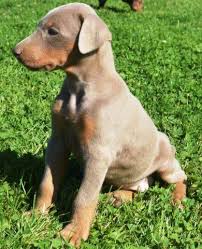These affectionate, playful, and energetic doberman puppies are ready for their forever home! Akc Fawn Doberman Puppies For Sale In Beach City Ohio Classified Americanlisted Com