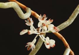 Image result for Rhipidoglossum burttii