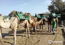 How much does a gran canaria vacation package cost?how much. Camel Safari Park La Baranda Travel Guidebook Must Visit Attractions In Gran Canaria Camel Safari Park La Baranda Nearby Recommendation Trip Com
