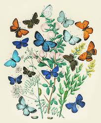 The monarch butterfly is the most beautiful and interesting creature in the insect world, and its migration is a source of fascination for many. Blue Monarch Drawings Fine Art America