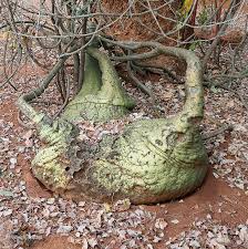 Image result for Adenia glauca
