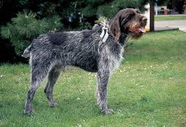 Image result for německý ohař drátosrstý stavba těla