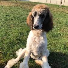 See more ideas about poodle, poodle cuts, poodle grooming. Daydream Doodles And Poodles Home Facebook