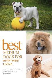 Good Medium Sized Dogs For Apartments The 5 Best Breeds Oodle Dogs Dog Breeds Medium Dogs Dog Breeds