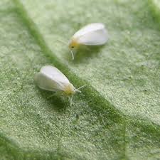 Mouches Blanches 4 Techniques Naturelles Pour Chasser Les Aleurodes Astuces De Grand Mere Ravageurs Du Jardin Aleurode Insectes