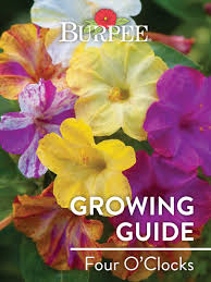 Blooms open in the late afternoon and evening, hence the common name four o?clocks. Learn About Four O Clocks Burpee