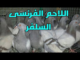 Maybe you would like to learn more about one of these? Ø§Ù„Ø­Ù…Ø§Ù… Ø§Ù„ÙØ±Ù†Ø³ÙŠ Ù…ØªÙ‰ ÙŠØ¨ÙŠØ¶