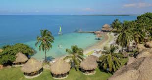 Image result for Faroa involucrata