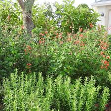 Image result for Salvia coccinea