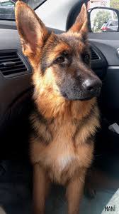 Car Protection German Shepherd Dogs German Sheperd Dogs Dogs