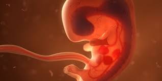 Bagaimana tahap gastrulasi pada perkembangan embrio manusia? Perkembangan Embrionik Pada Hewan Halaman All Kompas Com