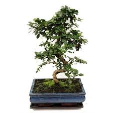 Bonsai Carmona Macrophylla 14 Anos 614