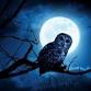 Moonlight Owl Walk