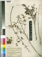 Image result for Aeschynomene nyassana