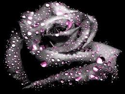 Black And Purple Roses Pin By Kelley Chandler On I Love Color Beautiful Roses Dark Flowers Black Flowers