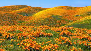 Below is a list of flower delivery services and shops located in california, usa, serving cities such as winnetka, vista, tuolumne, and more. Hd Wallpaper Antelope California Flowers Hills Poppies Valleys Yellow Wallpaper Flare