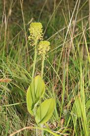 Image result for Malaxis prorepens