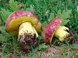 Image result for Boletus speciosus