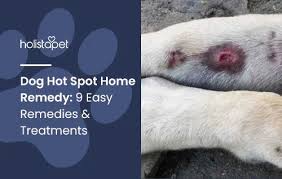 Image result for hotspot dogs