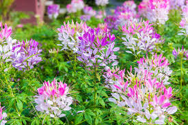 Image result for Cleome bororensis