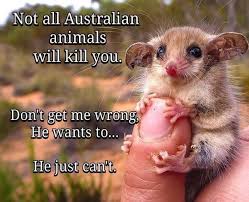 Not All Australian Animals Will Kill You Australia Funny Funny Animals Cute Funny Animals