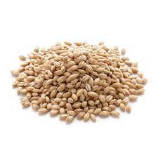 With wonder bread's innovation, bread slices were now more uniform and even easier to eat. Buy Barley Joo Hordeum Vlgare Ø¬Ùˆ In Pakistan
