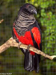 It is the only specie of bird. Pesquet S Parrot Alchetron The Free Social Encyclopedia