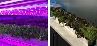 Just add water and a little loving care. Ikea Harvest First Lettuce From Stores Helsingborg And Malmo