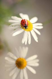 Pin By Ayse On Kwiaty Beautiful Bugs Ladybug Daisy Love