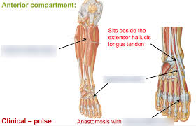 Image result for Pedistylis