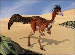 Image result for Enneapogon pretoriensis