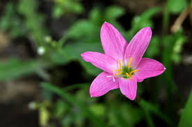 Image result for Zephyranthes minuta