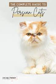 The Complete Guide To Persian Cats Persian Cat Cat Breeds Fluffy Cat Breeds