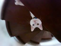 The best gifs are on giphy. Wallpaper Whiskers Stairs Vietnam Hanoi Cat Like Mammal Snout Small To Medium Sized Cats Winding Peekaboo 2946x2225 828349 Hd Wallpapers Wallhere