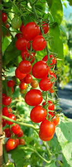 Planting tomatoes comes with a host of possible setbacks, from blossom end rot to fungal diseases; Cherry Tomatoes Korney S Jelly Bean Tomato