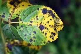 Maybe you would like to learn more about one of these? How To Treat Rose Black Spot In 3 Easy Stages Horticulture