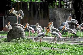 Zoo negara malaysia travelers' reviews, business hours, introduction, open hours. Help Zoo Negara By Adopting Animals The Star