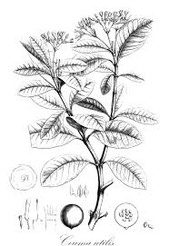 Image result for Periglossum mackenii