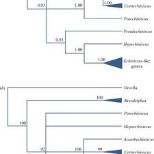 Image result for Coccinia subsessiliflora