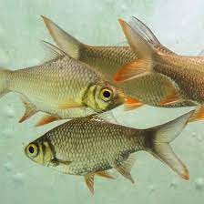 Thus, the koi is recognizable as a koi fish. Do Koi Eat Other Fish List Of Fish Not To Stock With Koi Pond Informer