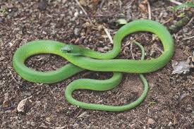 Green Water Snake Philothamnus Hoplogaster Garden Snakes Animal Photo Snake