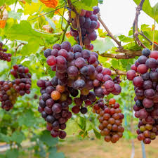 Image result for Vitis vinifera