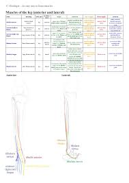 An Easy Way To Learn Lower Limb Muscles