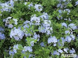 Plumbago Auriculata Garten
