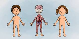 Partes Del Cuerpo Humano Para Niños - About | Facebook