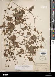 Image result for Rhynchosia luteola